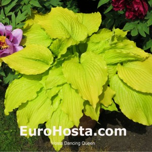 Hosta Dancing Queen - Eurohosta