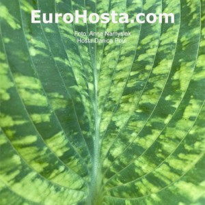 Hosta Danica Paul