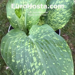 Hosta Danica Paul