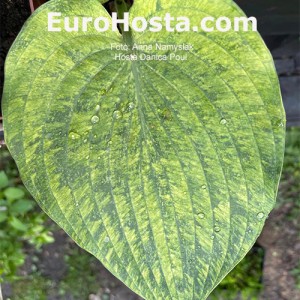 Hosta Danica Paul