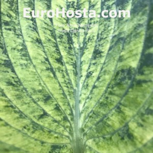 Hosta Danica Paul