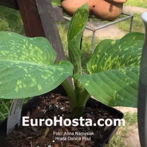 Hosta Danica Paul