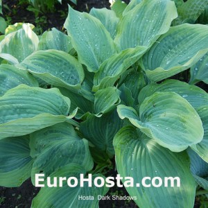 Hosta Dark Shadows - Eurohosta