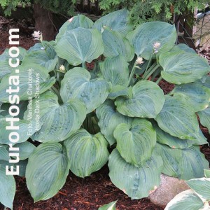 Hosta Dark Shadows - Eurohosta