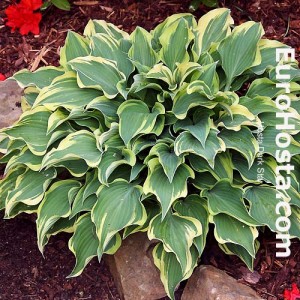 Hosta Dark Star