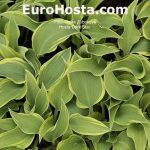 Hosta Dark Star