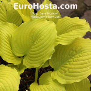 Hosta Dawn's Early Light