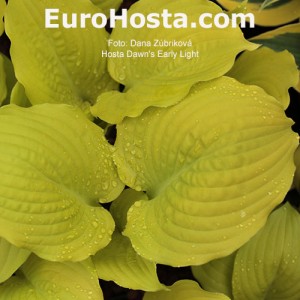 Hosta Dawn's Early Light