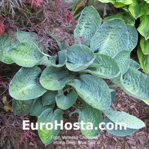 Hosta Deep Blue Sea - Eurohosta