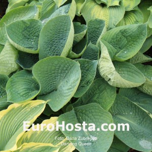 Hosta Deep Blue Sea - Eurohosta