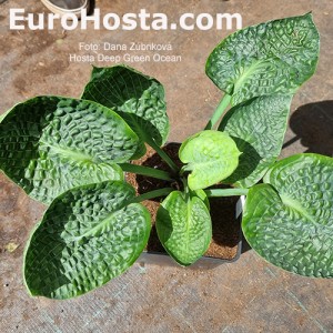 Hosta Deep Green Ocean