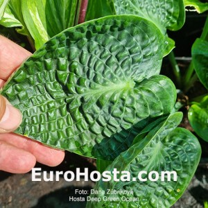Hosta Deep Green Ocean