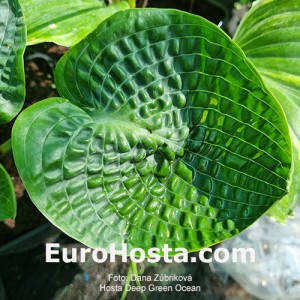 Hosta Deep Green Ocean