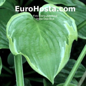 Hosta Déjà Blu - Eurohosta