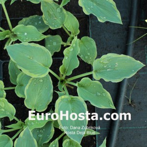 Hosta Déjà Blu - Eurohosta