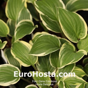 Hosta Delicious