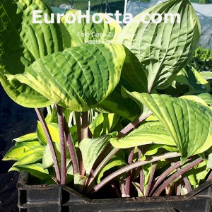 Hosta Delicious