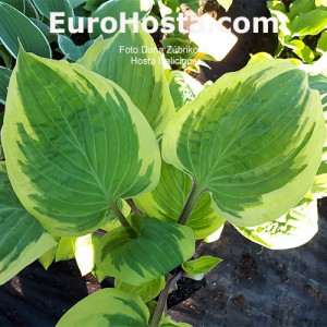 Hosta Delicious