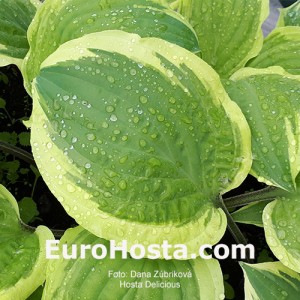 Hosta Delicious