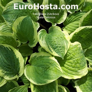 Hosta Delicious