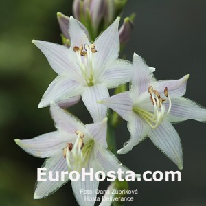 Hosta Deliverance