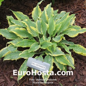 Hosta Deliverance