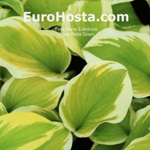 Hosta Delta Dawn - Eurohosta