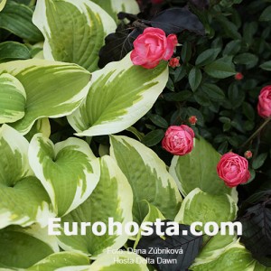 Hosta Delta Dawn - Eurohosta