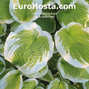 Hosta Delta Dawn - Eurohosta