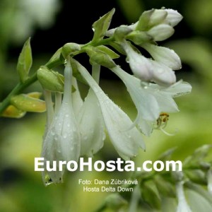 Hosta Delta Dawn - Eurohosta