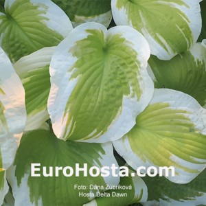 Hosta Delta Dawn - Eurohosta