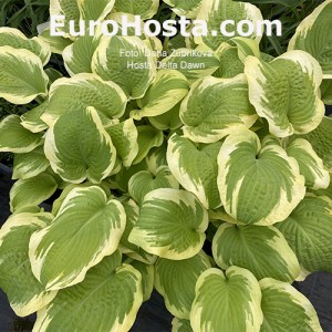 Hosta Delta Dawn - Eurohosta