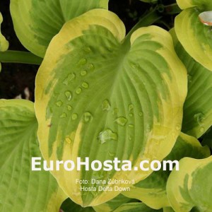 Hosta Delta Dawn - Eurohosta