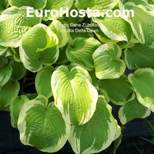 Hosta Delta Dawn - Eurohosta