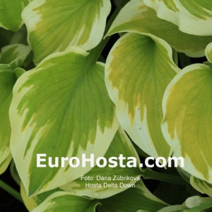 Hosta Delta Dawn - Eurohosta