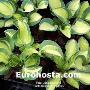 Hosta Desert Mouse - Eurohosta