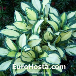 Hosta Desert Mouse - Eurohosta