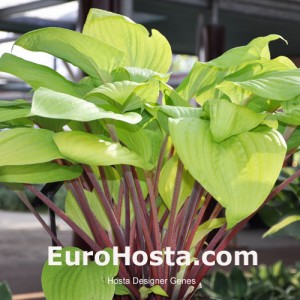 Hosta Designer Genes - Eurohosta