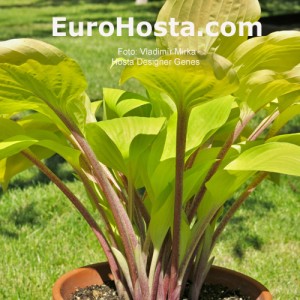 Hosta Designer Genes - Eurohosta