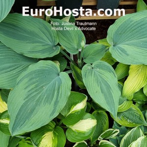 Hosta Devil´s Advocate - Eurohosta