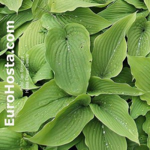 Hosta Devon Desire