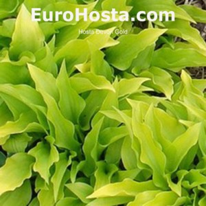 Hosta Devon Gold