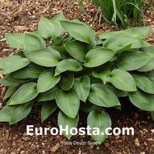 Hosta Devon Green - Eurohosta