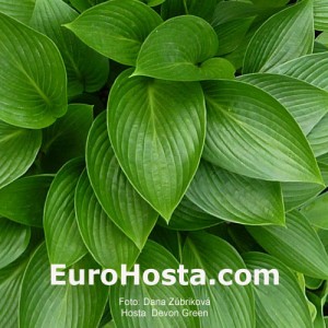 Hosta Devon Green - Eurohosta