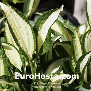 Hosta Diamond Necklace - Eurohosta