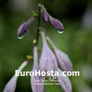 Hosta Diamond Tiara - Eurohosta