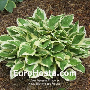 Hosta Diamonds are Forewer