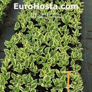 Hosta Diamonds are Forewer