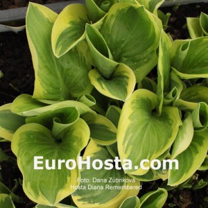 Hosta Diana Remembered - Eurohosta