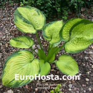 Hosta Dick Ward - Eurohosta